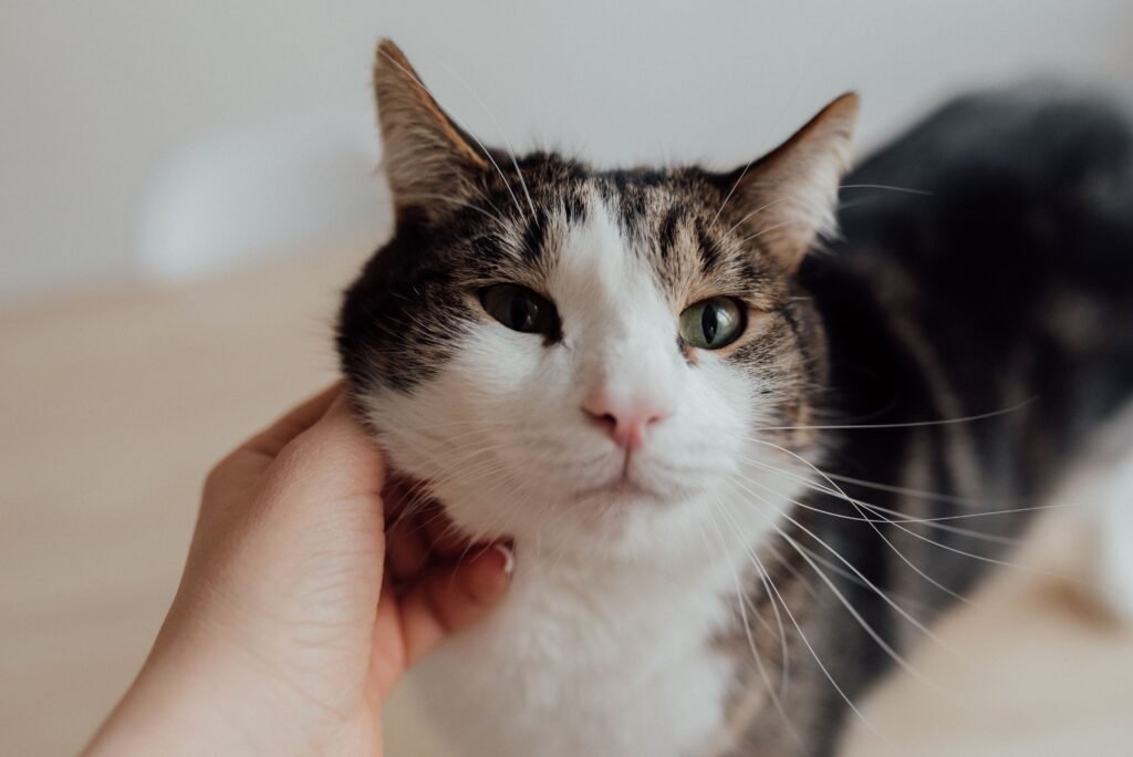 Person's hand gently holding a tabby cat's chin in a cozy room