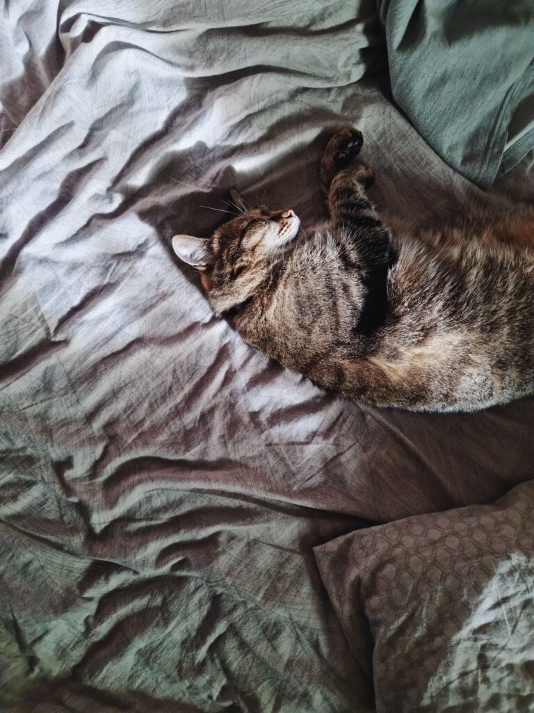 Why does my cat sleep beside me but not touch me — tabby cat sleeping peacefully on its back on a soft bedspread