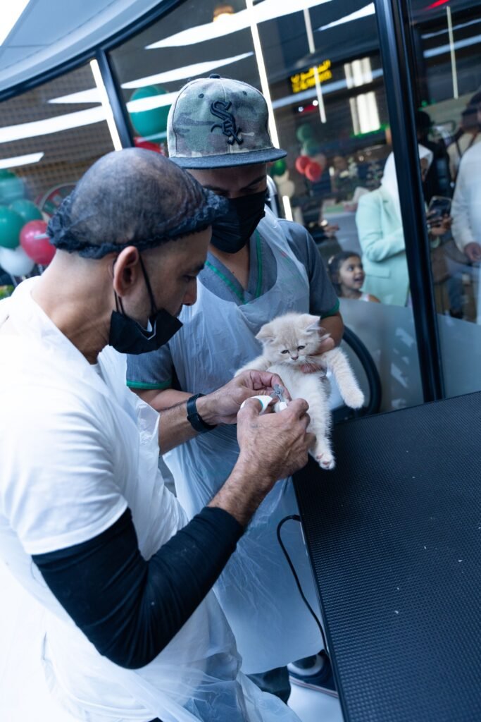 Two veterinarians carefully examining a fluffy kitten in a modern clinic