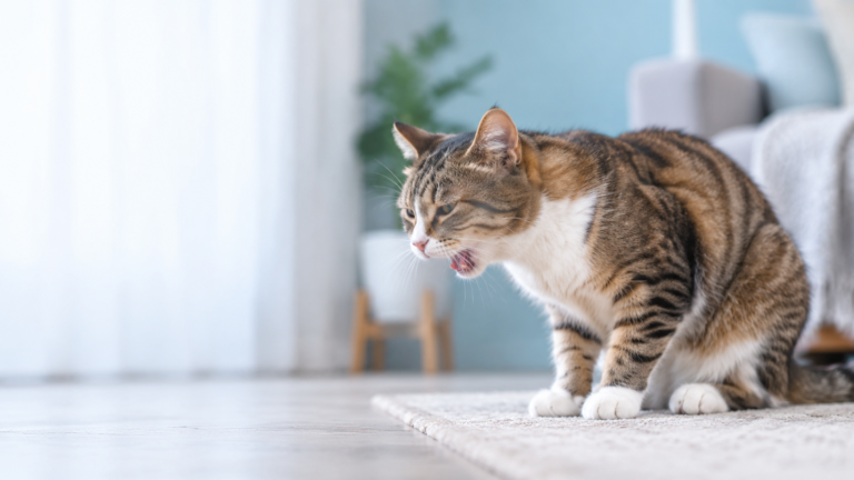 coughing cat