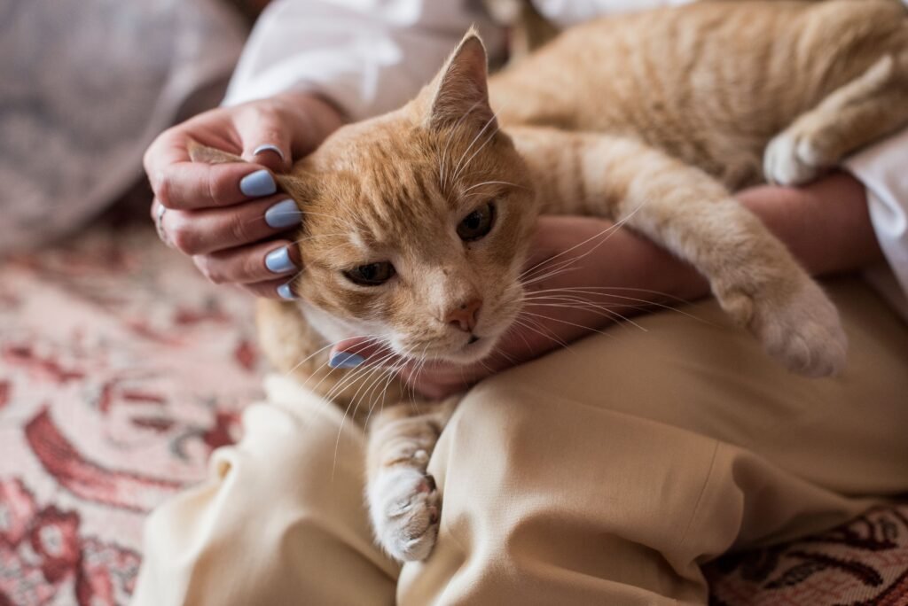 Cozy orange tabby cat being lovingly held and petted indoors by a person