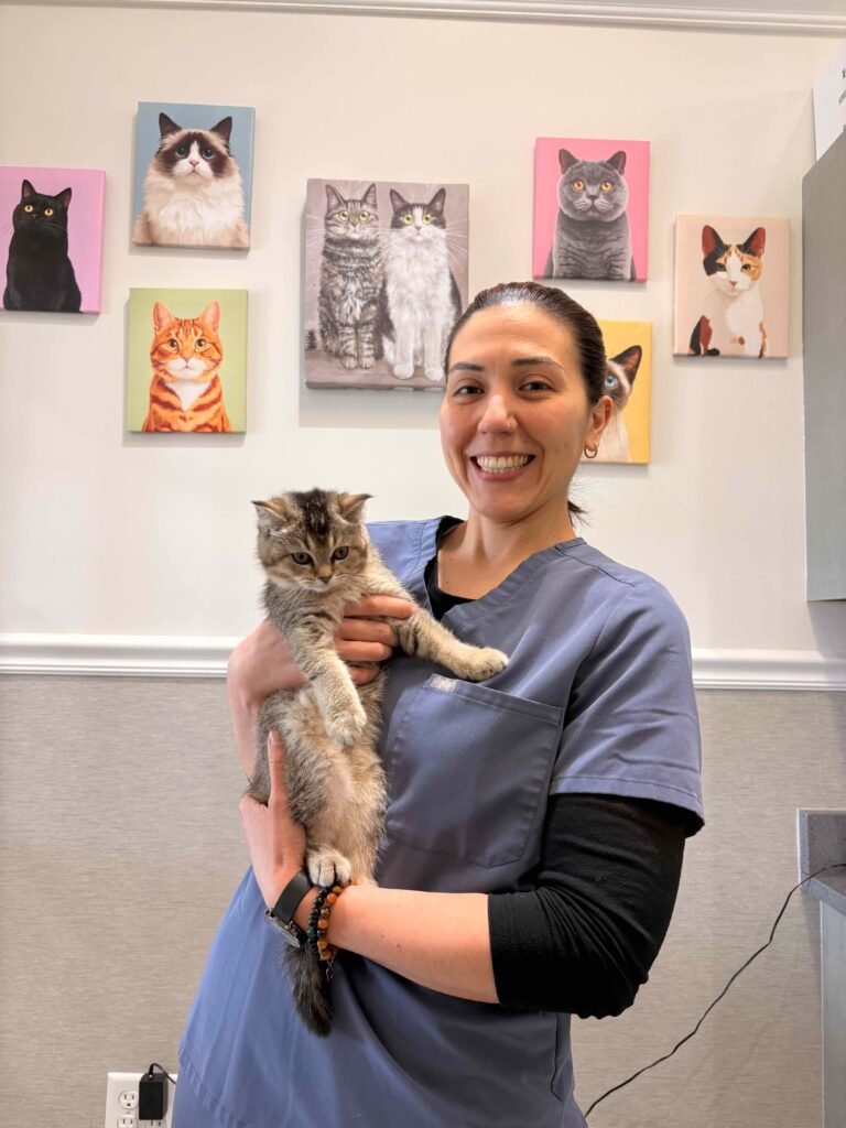 Smiling veterinarian gently holding a kitten inside a bright veterinary clinic