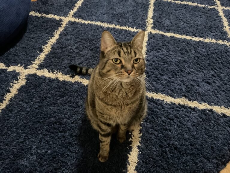 American Shorthair cat staring at the camera