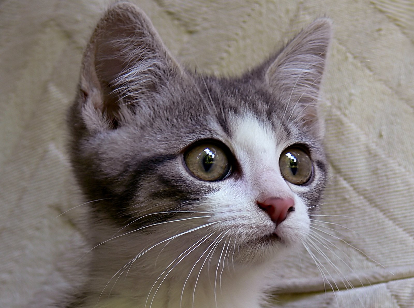 Close-up of a kitten's bright eyes