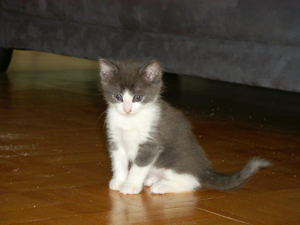 Six-week-old kitten named Charlie