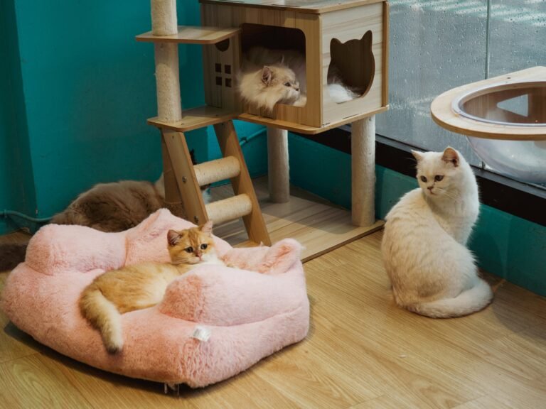 Several cats relaxing together inside a cosy cat cafe