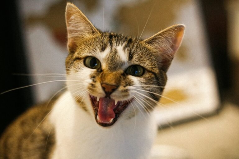 White and brown cat sitting with its mouth wide open