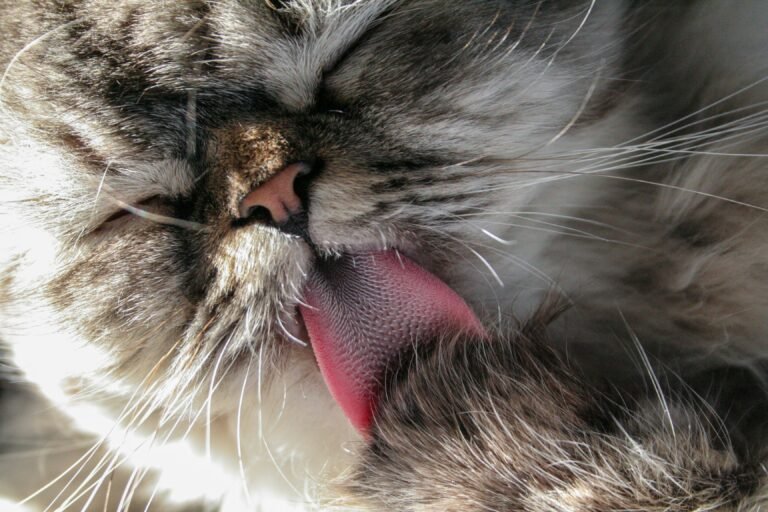 Close-up of a cat grooming itself showing its rough tongue
