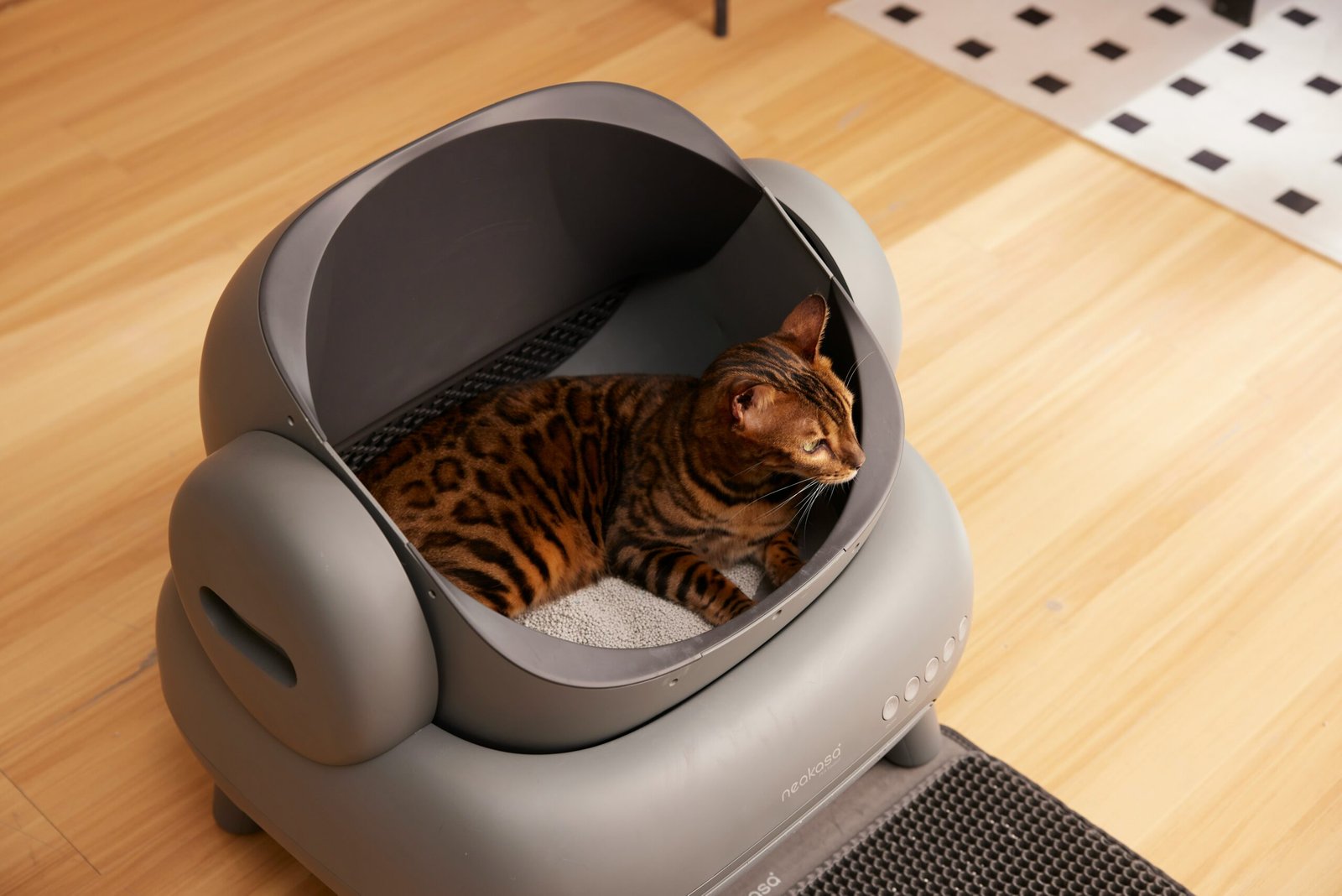 Bengal cat sitting inside a litter box on the floor