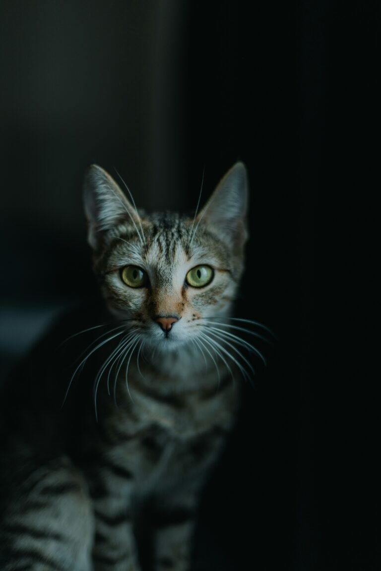 Brown tabby cat staring intensely against a black background