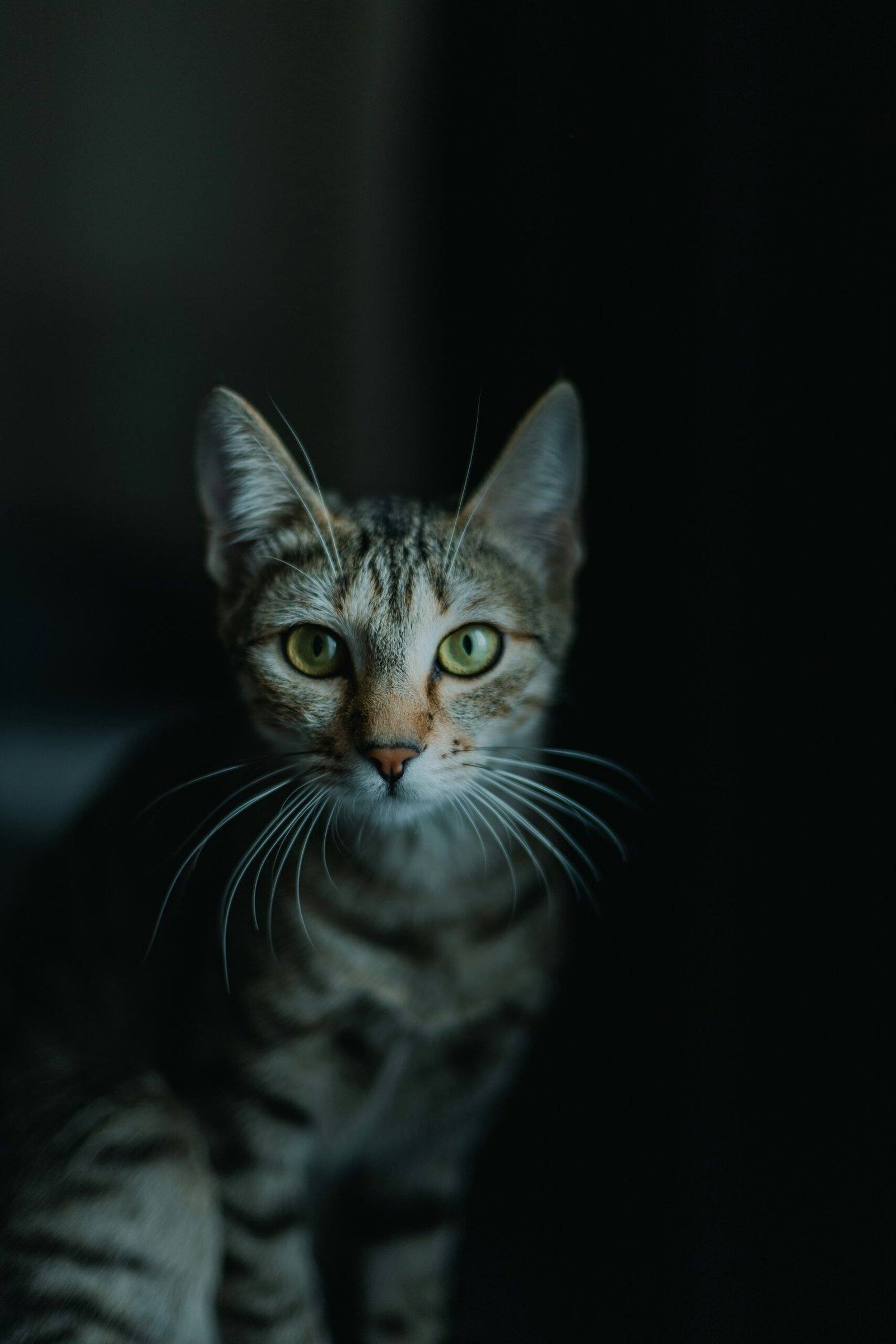 Brown tabby cat staring intensely against a black background