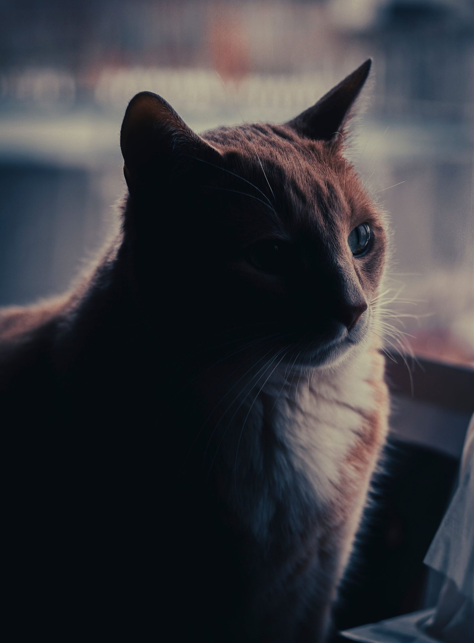 Ginger cat gazing thoughtfully in a dark room at night