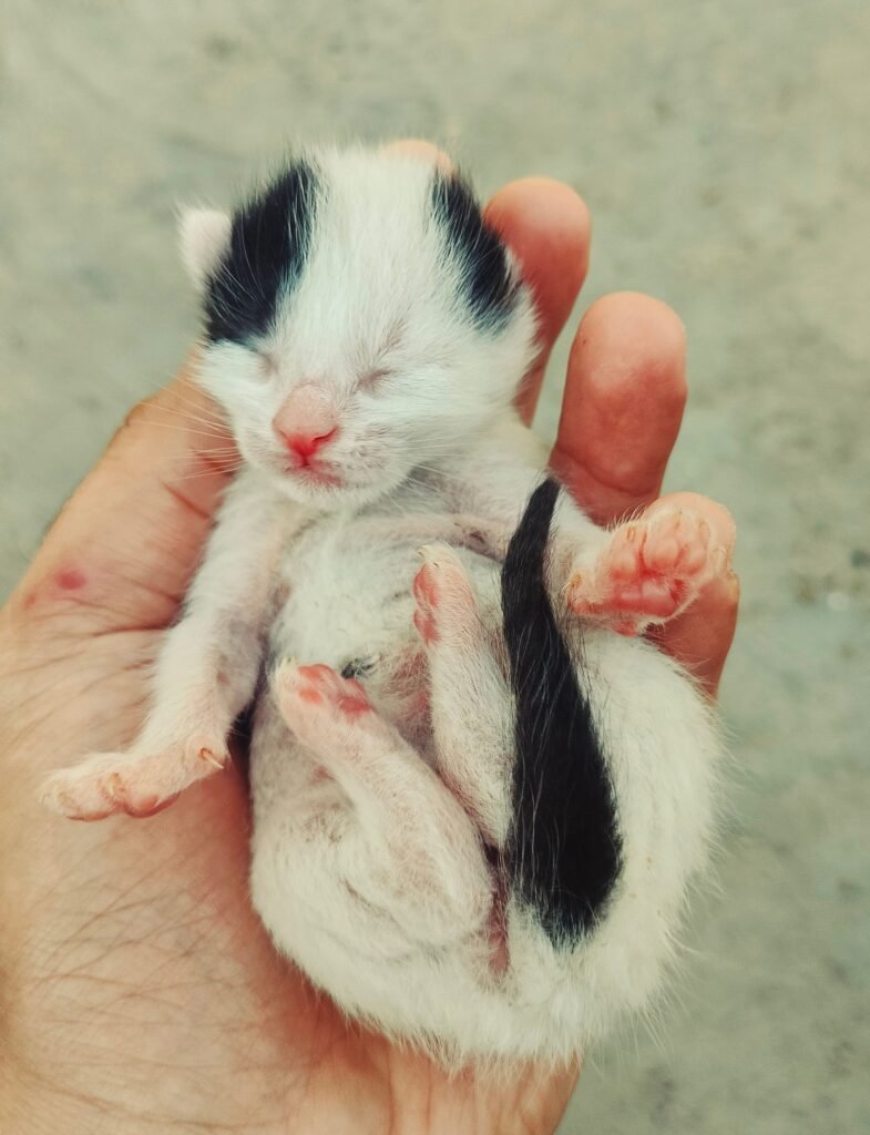 Newborn kitten resting in a human hand, showing its tiny size