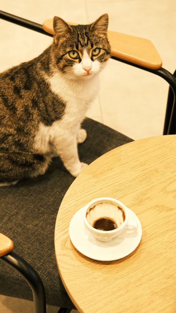 Tabby cat beside an espresso cup on a cafe table