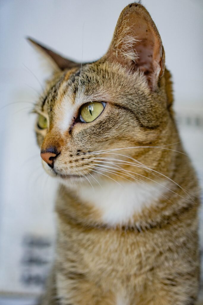 Close-up portrait of a tabby cat with striking green eyes looking upward
