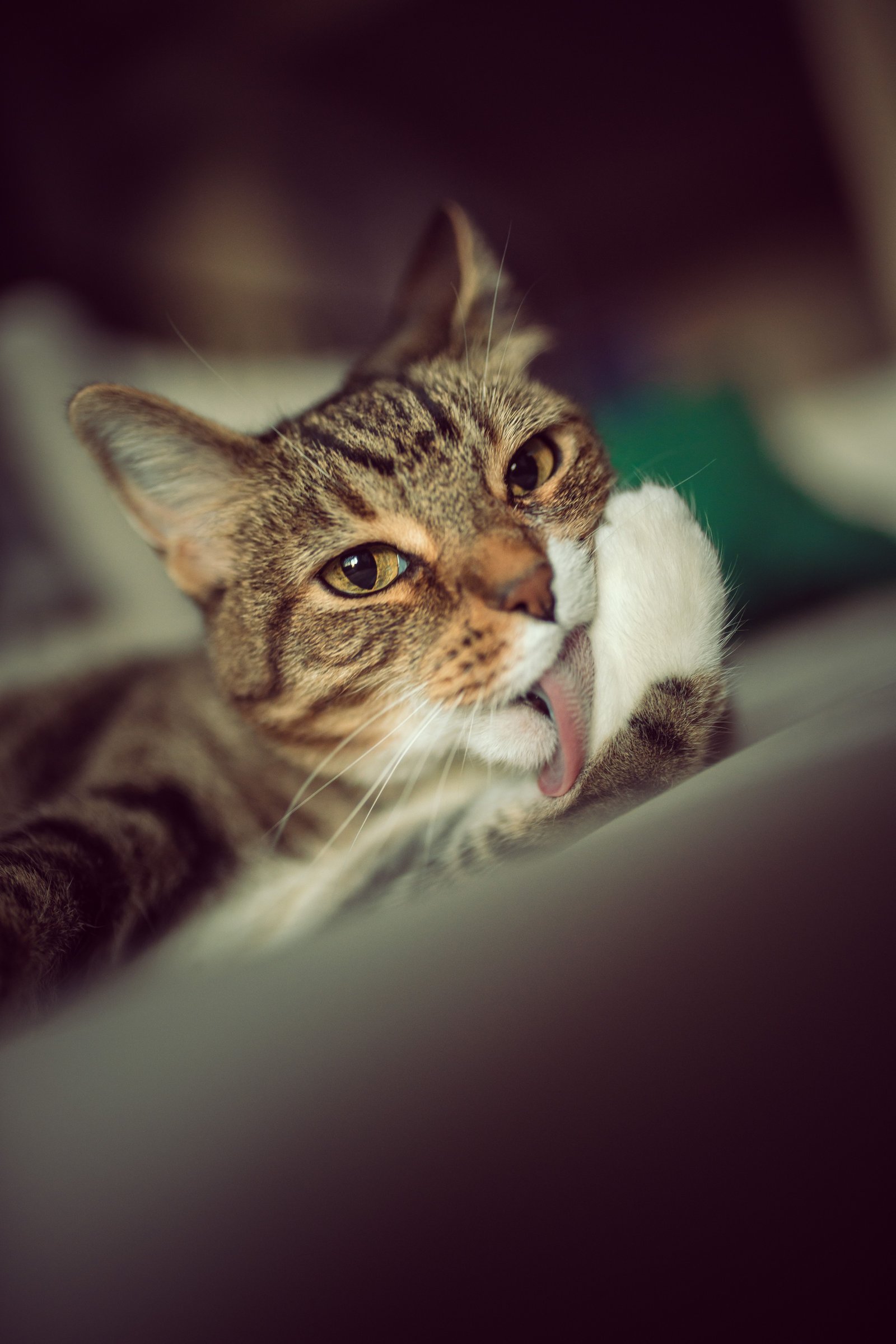 Tabby cat grooming, showing its tongue as it licks its paw