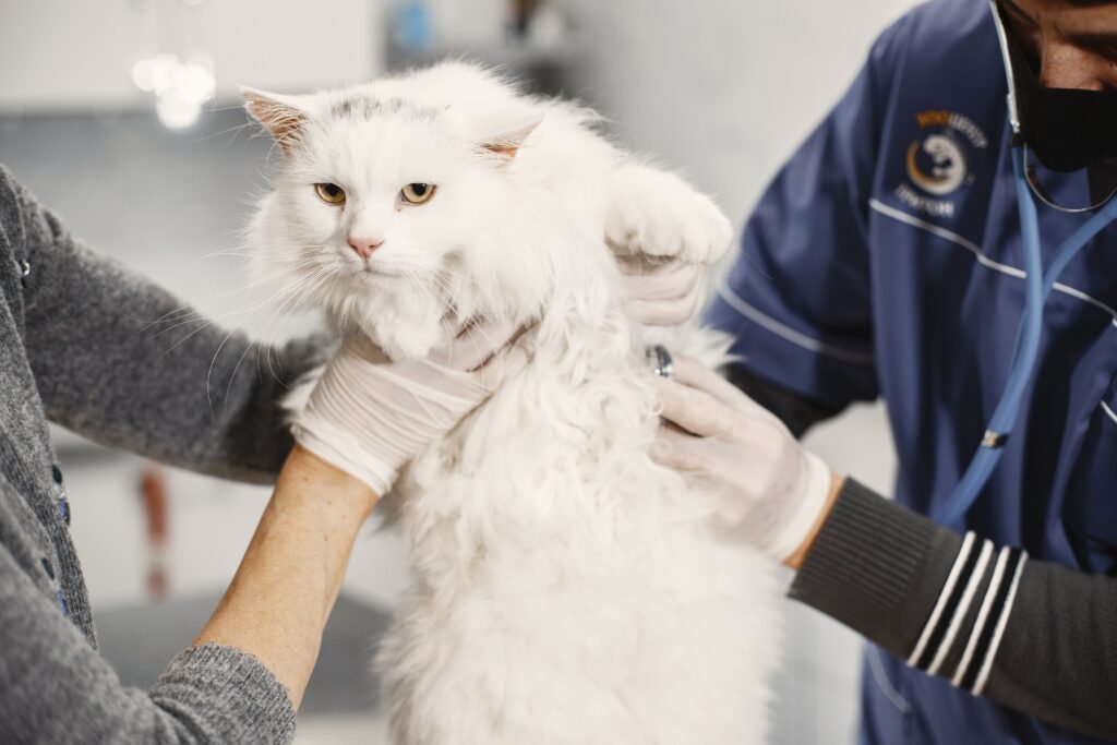 Veterinarian carefully examining a fluffy white cat at a clinic