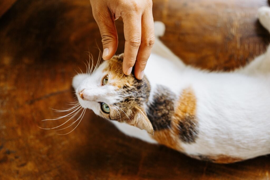Close-up of a hand gently petting a calico cat in a warm home