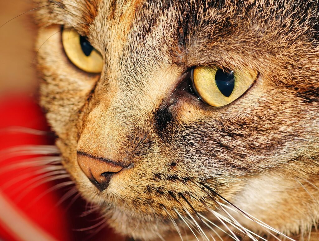 Macro shot of a tabby cat's face with striking yellow eyes