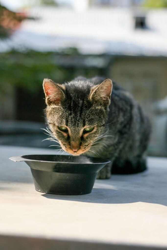 Tabby cat drinking water from a black bowl outdoors