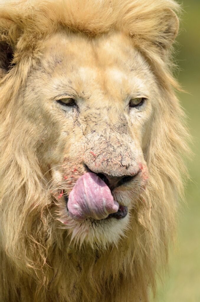 Close-up of a lion licking its lips, showing its tongue