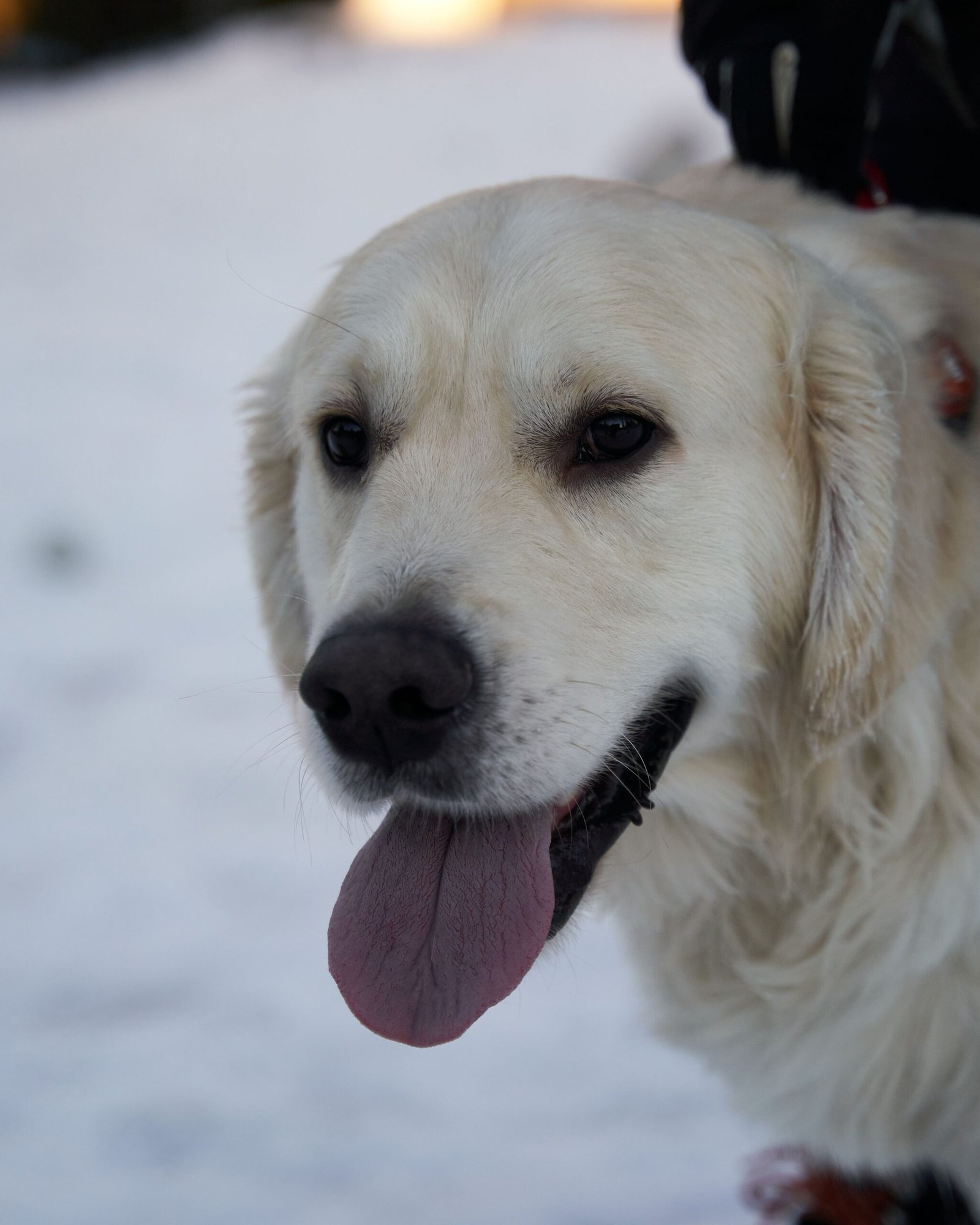 Golden retriever panting with its tongue out on snow-covered ground