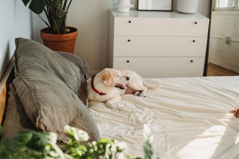 Dog with tongue out resting on a bed in a dimly lit bedroom