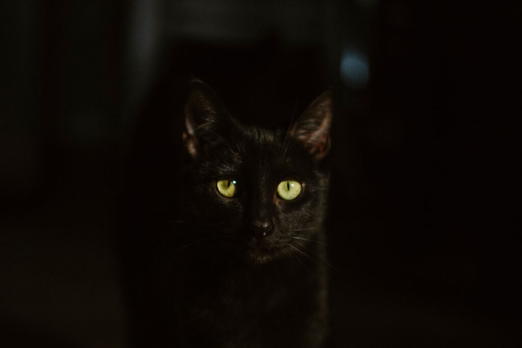 Black cat with striking green eyes gazing into the camera in darkness