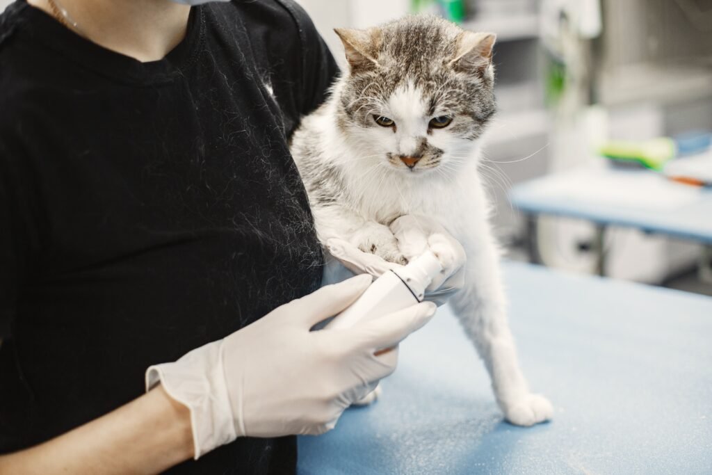 Veterinarian in surgical gloves examining a white cat in a clinic