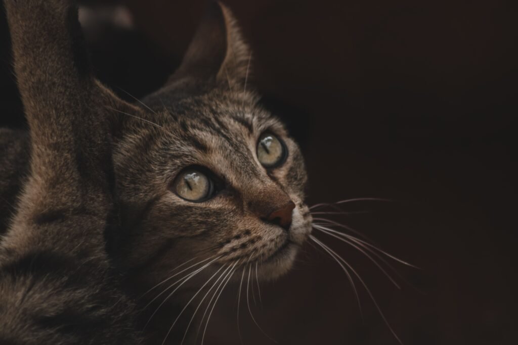 Intense close-up of a gray tabby cat staring intently against a black backdrop