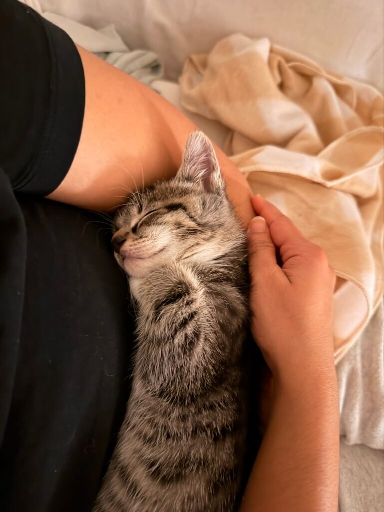 A peaceful tabby cat sleeps while being held gently, showcasing warmth and comfort