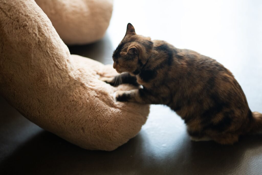 Tabby cat kneading a plush toy indoors