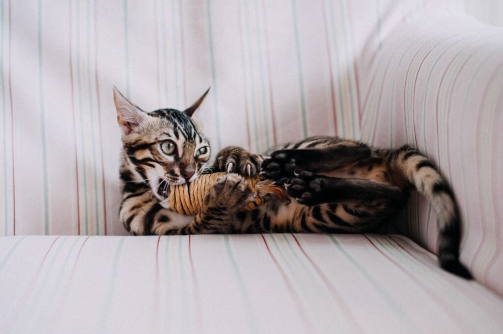 A Bengal cat playfully biting a toy on a striped sofa indoors