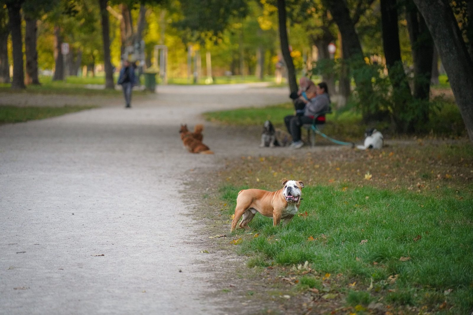 English bulldog standing on grass beside a park path with people and other dogs in the background