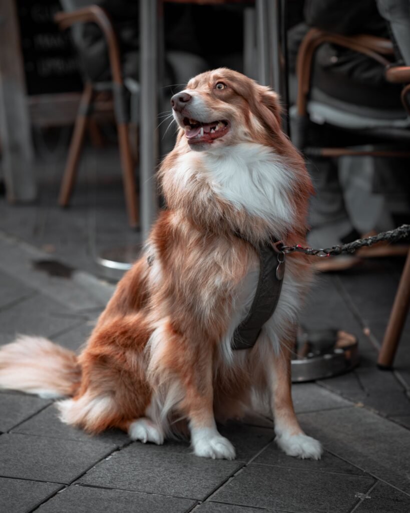 Brown and white collie sitting on a city pavement