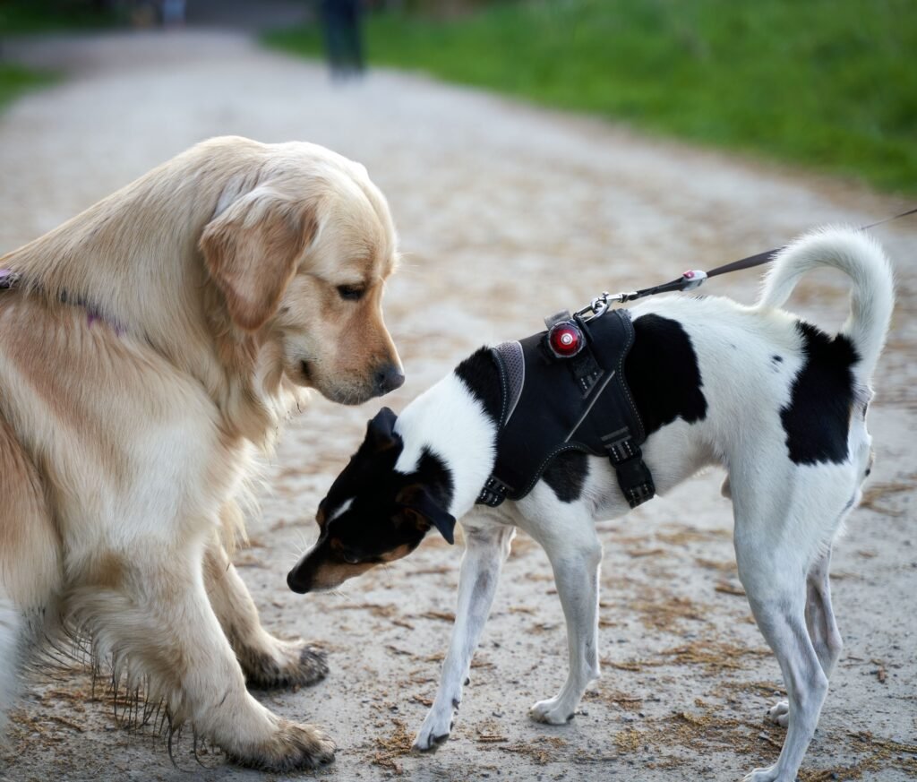 Golden retriever on a path