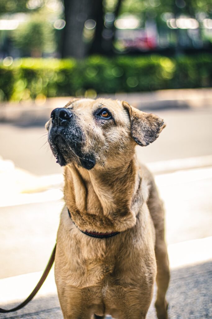 Happy dog enjoying a walk in the city