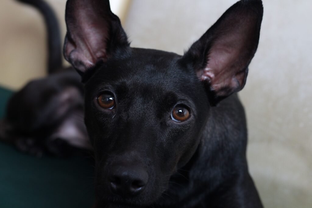Close-up portrait of a black dog with alert ears