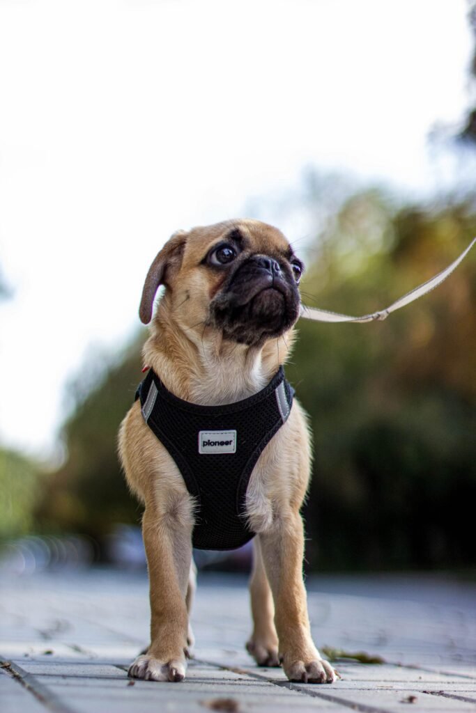 Charming pug puppy on a leash outdoors