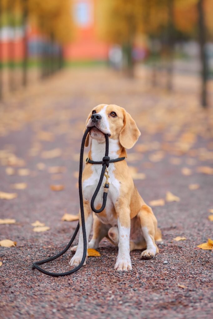 Brown and white dog biting a black leash