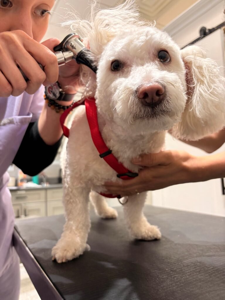 White dog undergoing an ear examination at the vet