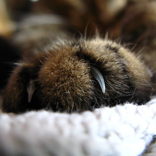Close-up of a cat paw with claws extended during kneading