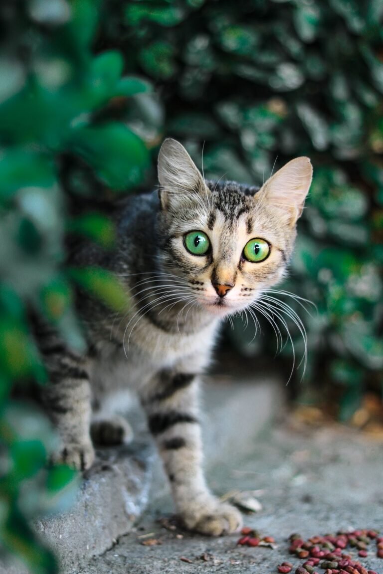 Close-up of a tabby cat with green eyes looking at the camera