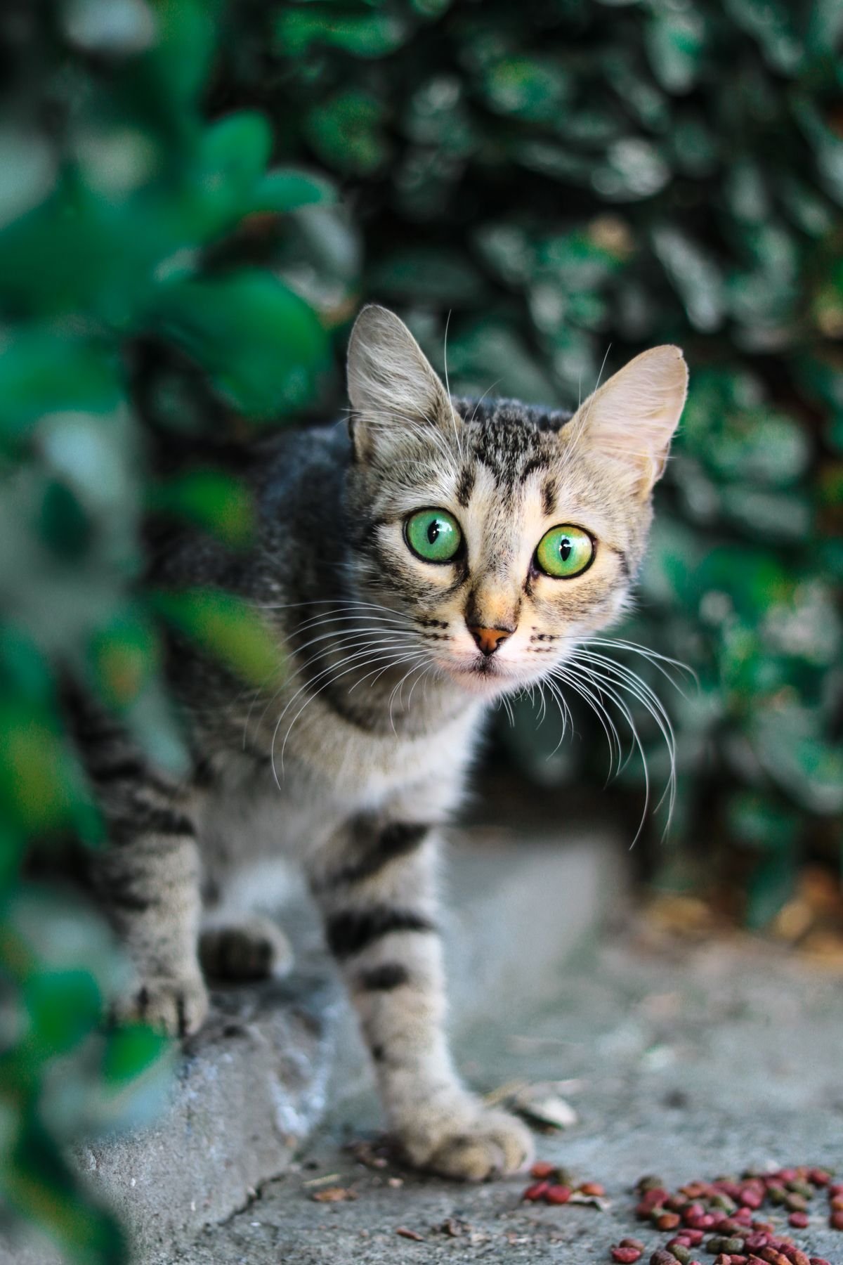 Close-up of a tabby cat with green eyes looking at the camera