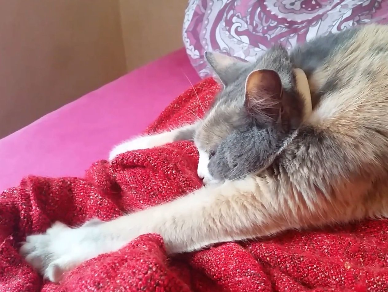 Cat making biscuits — kneading a soft red blanket with its paws