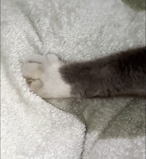 Why do cats make biscuits — close-up of paws kneading a soft blanket