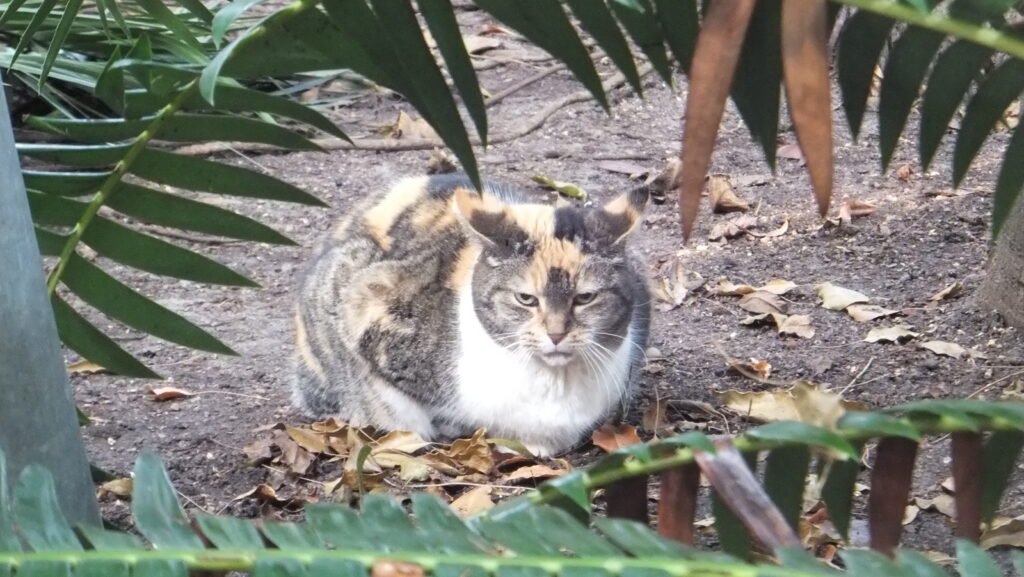 Calico cat crouching with ears flattened back, showing tense warning body language
