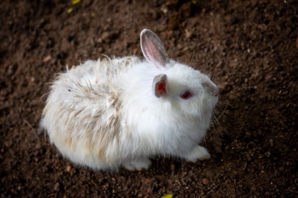 Close-up of a rabbit — check ears and posture for signs of cold