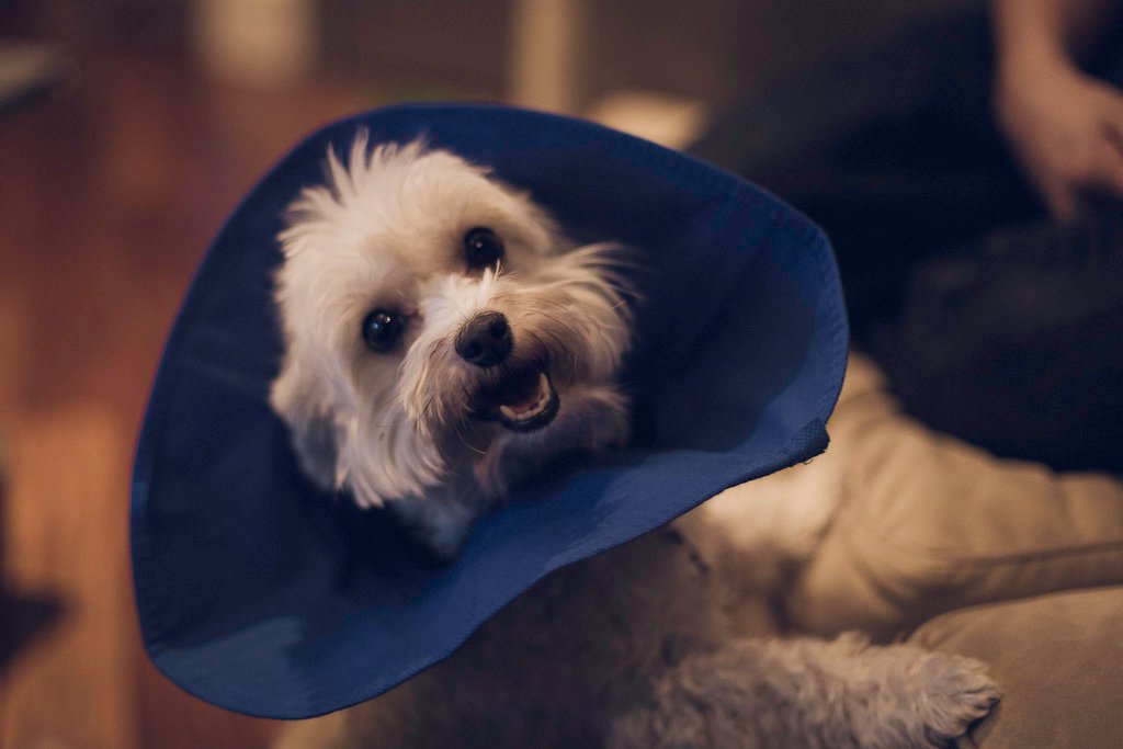 Dog wearing a recovery cone after neuter surgery