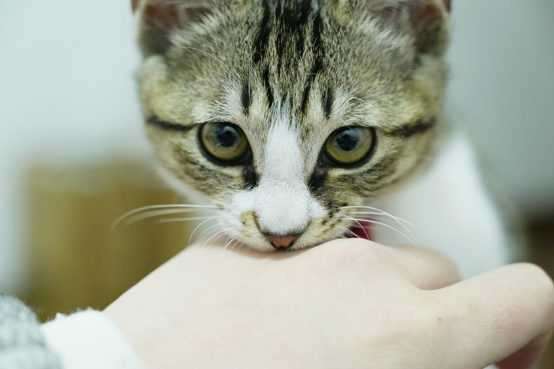 Tabby cat gently biting a person's hand indoors — a classic gentle love bite